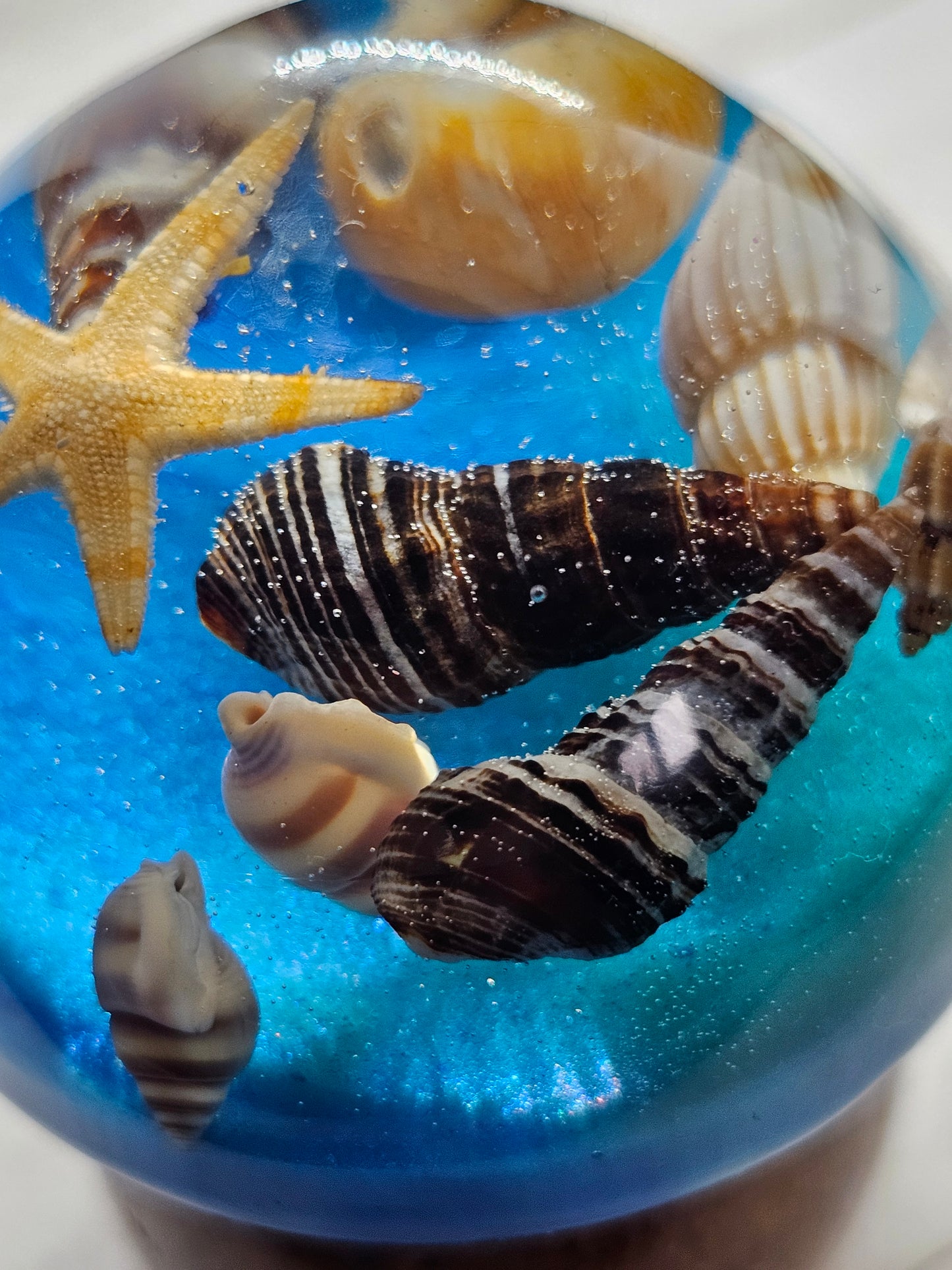 Beach and seashells mushroom